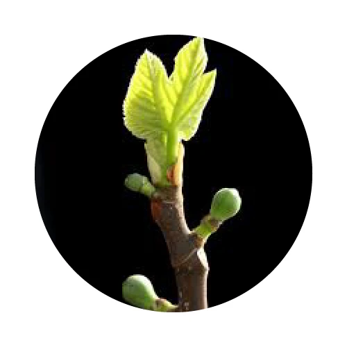 MACERÂT DE BOURGEONS DE FIGUIER